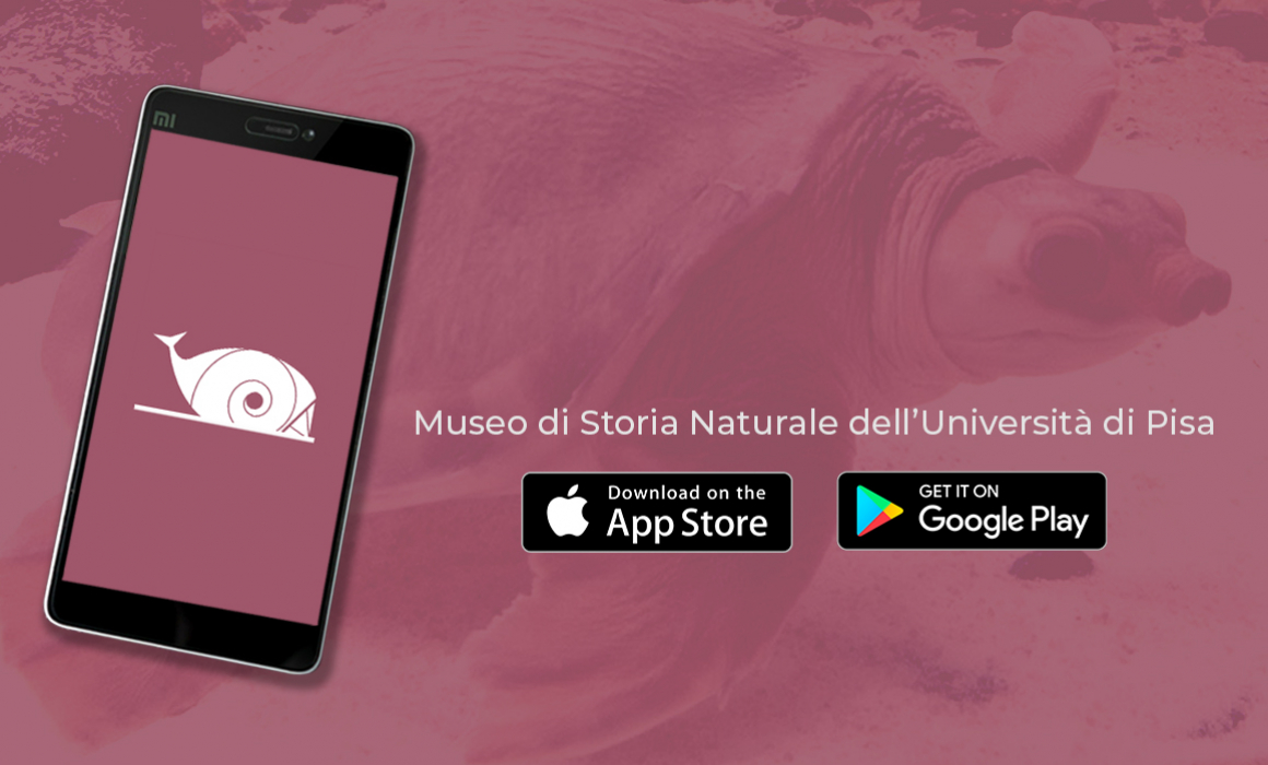 Museo di Storia Naturale dell’Università di Pisa